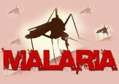 obat malaria herbal